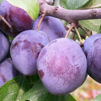 Слива домашняя Дар Орла