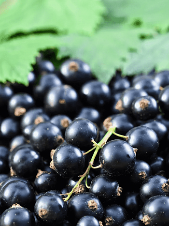 Смородина Загляденье