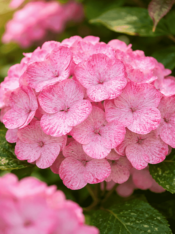 Гортензия пильчатая Preziosa