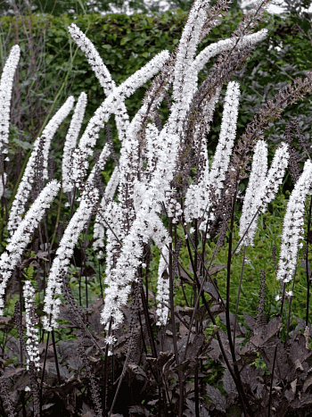 Клопогон ветвистый Carbonella