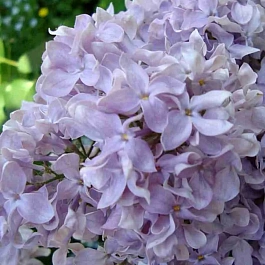 Сирень обыкновенная Воспоминание о Павловске