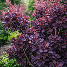 Скумпия кожевенная Lilla