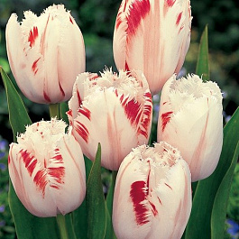 Тюльпан бахромчатый Карусель