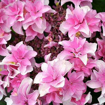 Гортензия крупнолистовая Доппио Роза