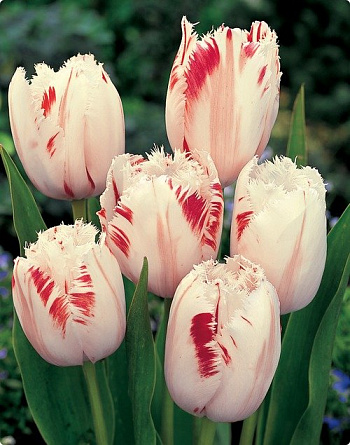 Тюльпан бахромчатый Карусель Тюльпан бахромчатый Карусель