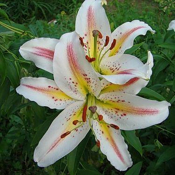 Лилия восточная Арена