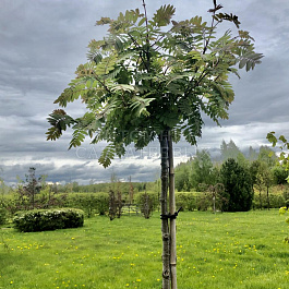 Рябина обыкновенная Глобозум штамб