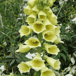 Наперстянка крупноцветковая Dwarf Carillon