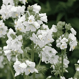 Синюха голубая Album