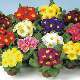 Примула Hethor Mid Early Mix