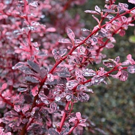 Барбарис Тунберга Роз Глоу