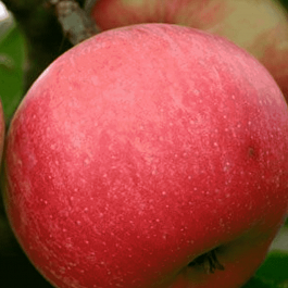 Яблоня Пепин шафранный