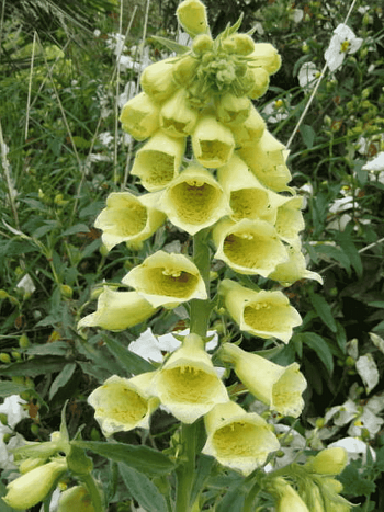 Наперстянка крупноцветковая Dwarf Carillon
