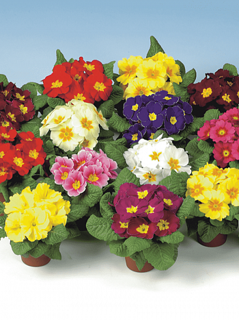 Примула Hethor Mid Early Mix