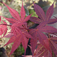 Клен дланевидный Atropurpureum