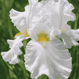 Ирис германский Silver Screen