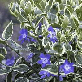 Барвинок малый Variegata