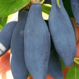 Жимолость плодовая Княгиня