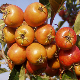 Боярышник Людмил