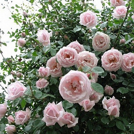 Роза плетистая Нью Даун Штамб Роза плетистая Нью Даун Штамб