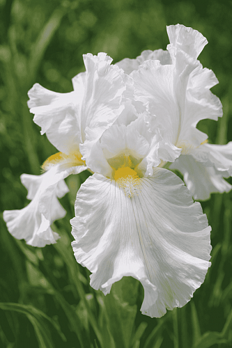 Ирис германский Silver Screen