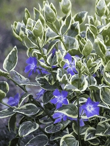 Барвинок малый Variegata