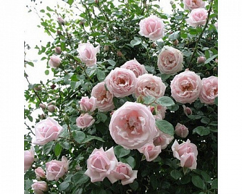 Роза плетистая Нью Даун Штамб