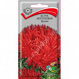 Астра коготковая Красная