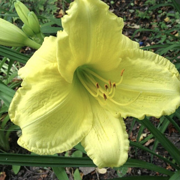 Лилейник гибридный Гел Скаут НАБОР 2ШТ (1+1)