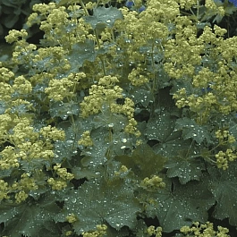 Манжетка мягкая Irish Sikl