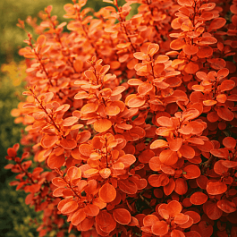 Барбарис Тунберга Orange Ice
