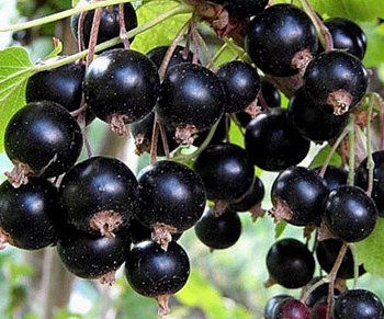 Смородина черная Орловская серенада