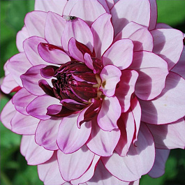 Георгина Декоративная Крем де Кассис