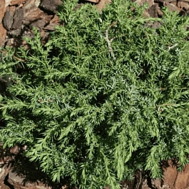 Можжевельник обыкновенный Hornibrookii