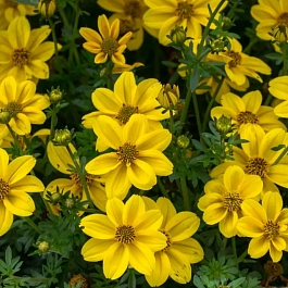 Биденс Bill's Medaillon