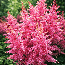 Астильба гибридная Younique Pink