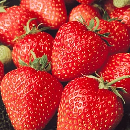 Земляника садовая Кристина