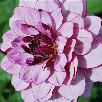 Георгина Декоративная Крем де Кассис