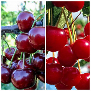 Дерево-сад (2-3 летка) вишня 2 сорта Новелла-Факел