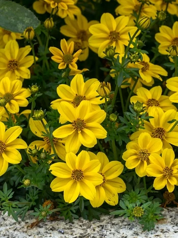 Биденс Bill's Medaillon