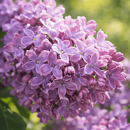 Сирень обыкновенная Gilbert