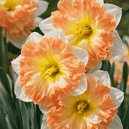 Нарцисс Cum Laude