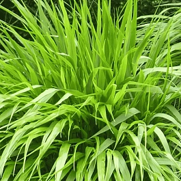 Хаконехлоа большая Nicolas