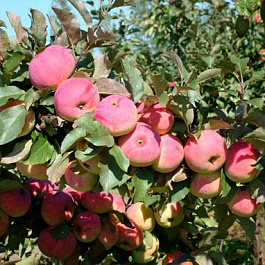 Яблоня Орловский Пионер Яблоня Орловский Пионер