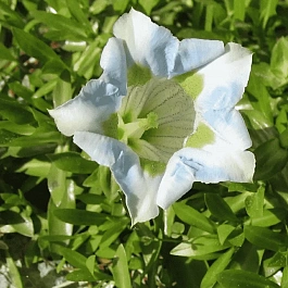 Горечавка Макиной White Magic