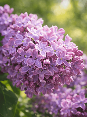 Сирень обыкновенная Gilbert