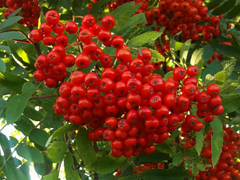 Рябина Невежинская