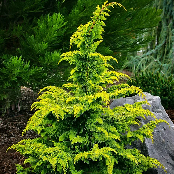 Кипарисовик тупой Fernspray Gold