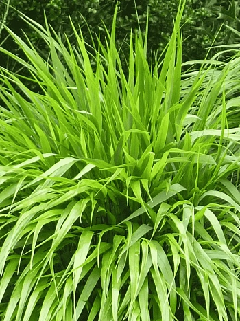 Хаконехлоа большая Nicolas