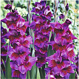 Гладиолус крупноцветковый Астарта